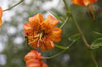 Turk's cap lily